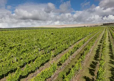 ANCRAGE DE PIQUETS DE TÊTE POUR LE PALISSAGE DE VIGNES